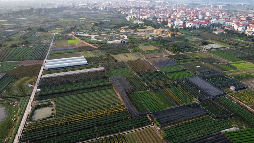 Picturesque scene at Vietnam’s famous flower villages ahead of Tet Picturesque scene at Vietnam’s famous flower villages ahead of Tet